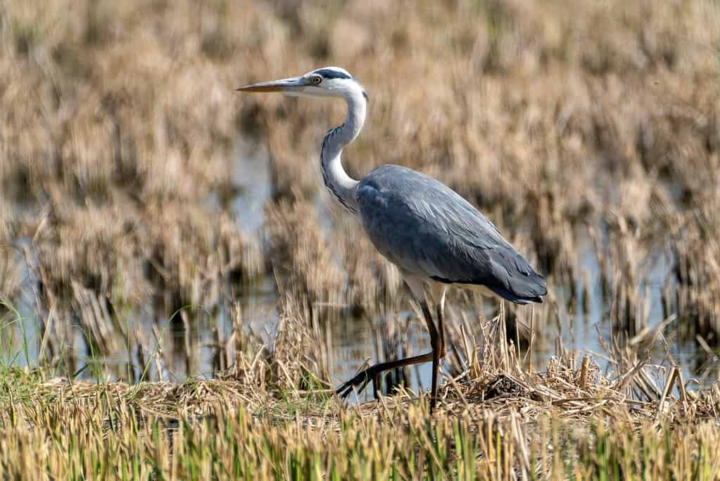 A Grey Heron (Ardea cinerea) wading through the wetlands of Valencia, Spain, during a sunny day.