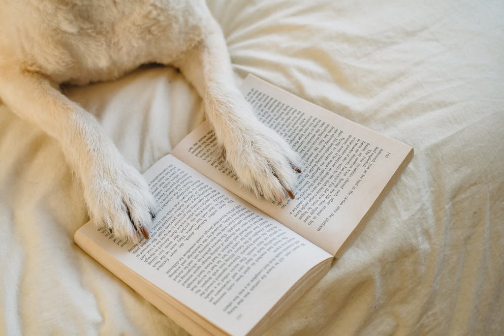 From above cute dog with white fur resting on comfy bed with paws on opened book in light bedroom